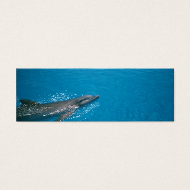 DOLLY FIN (Vorderseite)