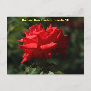 Dolly Parton Postcard HRG 700 2014 Postkarte