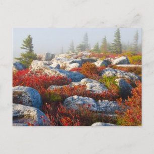 Dolly Sods Wilderness Fall Scenic With Fog Postkarte