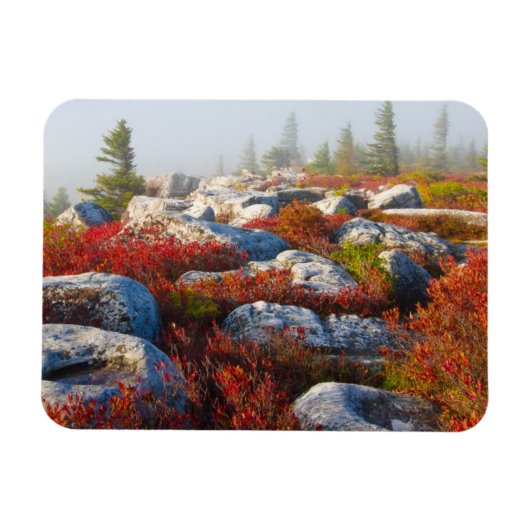 Dolly Sods Wilderness wird mit Nebel Landschaftlic Magnet (Horizontal)