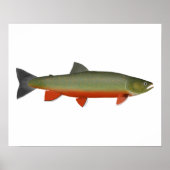 Dolly Varden Trout Poster (Vorne)
