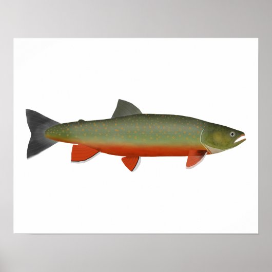Dolly Varden Trout Poster (Vorne)