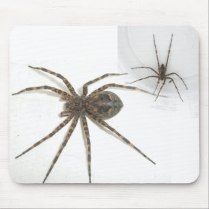 Dolomedes Female & Male Mousepad