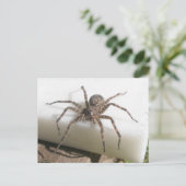 Dolomedes Female Postkarte (Stehend Vorderseite)