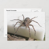 Dolomedes Female Postkarte (Vorne/Hinten)