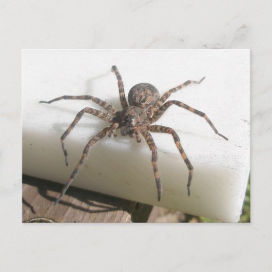 Dolomedes Female Postkarte (Vorderseite)