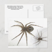 Dolomedes Male & Female Spiders Postkarte (Vorne/Hinten)