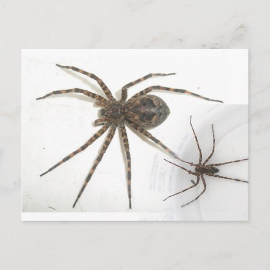 Dolomedes Male & Female Spiders Postkarte (Vorderseite)