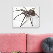 Dolomedes tenebrosus - Angelspinne Leinwanddruck (Insitu (Wohnzimmer))