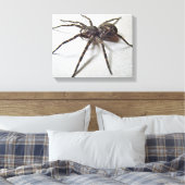 Dolomedes tenebrosus - Angelspinne Leinwanddruck (Insitu (Schlafzimmer))