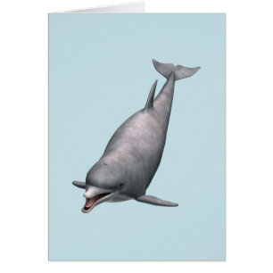 Dolphin