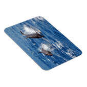 Dolphin Adventure Magnet (Rechte Seite)