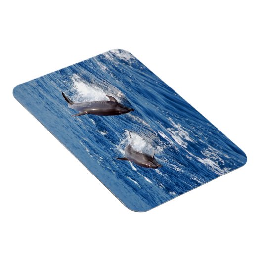 Dolphin Adventure Magnet (Rechte Seite)