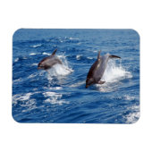 Dolphin Adventure Magnet (Horizontal)