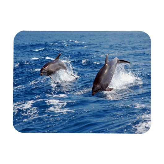 Dolphin Adventure Magnet (Horizontal)