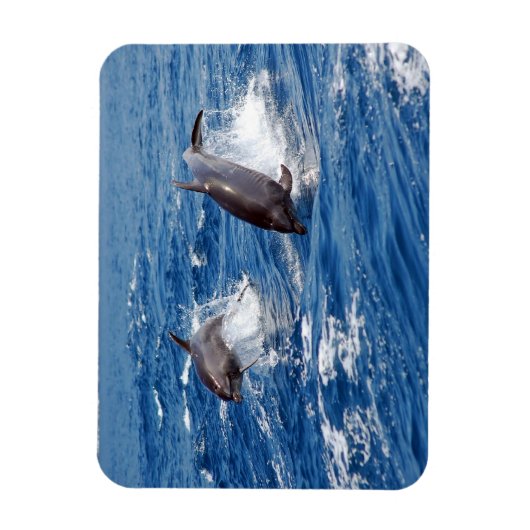 Dolphin Adventure Magnet (Vertikal)