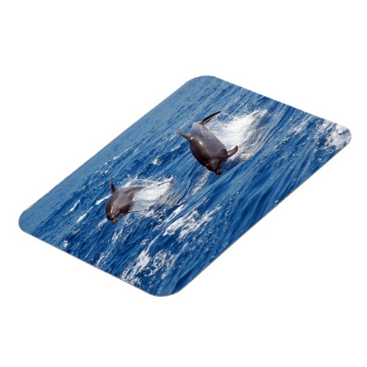 Dolphin Adventure Magnet (Linke Seite)