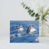 Dolphin Adventure Postkarte (Stehend Vorderseite)
