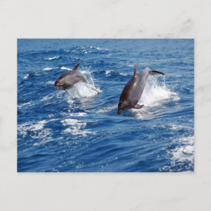 Dolphin Adventure Postkarte