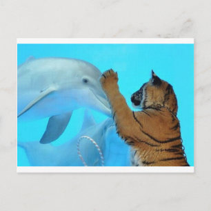 Dolphin and Tiger meet Postkarte