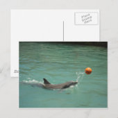 Dolphin-Ball Postkarte (Vorne/Hinten)