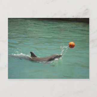 Dolphin-Ball Postkarte
