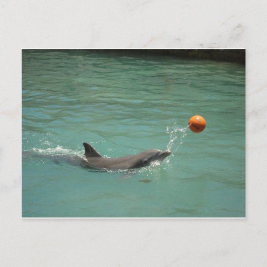 Dolphin-Ball Postkarte (Vorderseite)