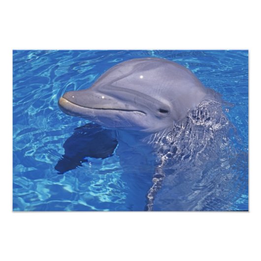 Dolphin Bottlenoe, Tursiops truncatus Fotodruck (Vorne)