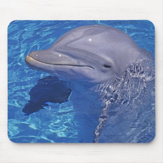 Dolphin Bottlenoe, Tursiops truncatus Mousepad (Vorne)