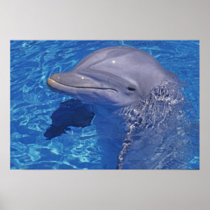 Dolphin Bottlenoe, Tursiops truncatus Poster