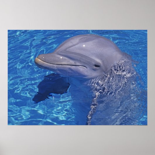 Dolphin Bottlenoe, Tursiops truncatus Poster (Vorne)