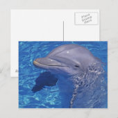 Dolphin Bottlenoe, Tursiops truncatus Postkarte (Vorne/Hinten)