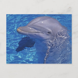 Dolphin Bottlenoe, Tursiops truncatus Postkarte