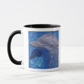 Dolphin Bottlenoe, Tursiops truncatus Tasse (Links)