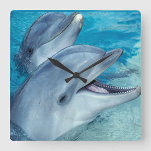 Dolphin clock quadratische wanduhr