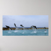Dolphin Dance Poster (Vorne)
