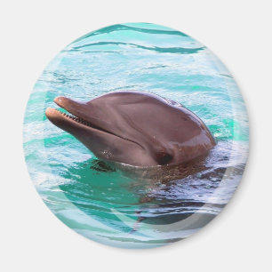 Dolphin Design Magnet