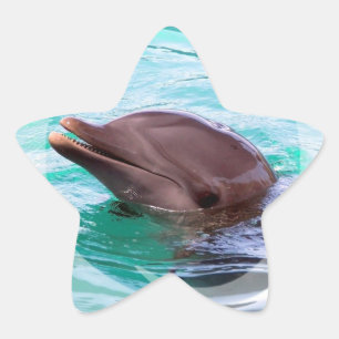 Dolphin Design Stickers