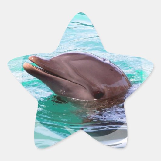 Dolphin Design Stickers (Vorderseite)