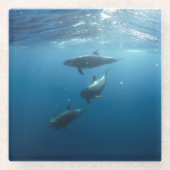 Dolphin-Familie Glasuntersetzer (Vorderseite)