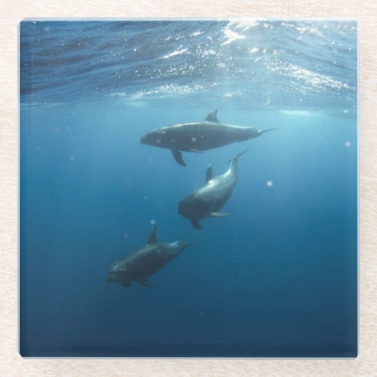 Dolphin-Familie Glasuntersetzer (Vorderseite)