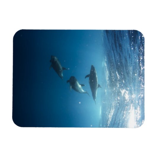 Dolphin-Familie Magnet (Horizontal)