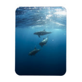 Dolphin-Familie Magnet (Vertikal)