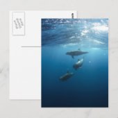 Dolphin-Familie Postkarte (Vorne/Hinten)