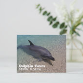 Dolphin-Foto in Florida Postkarte (Stehend Vorderseite)