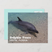 Dolphin-Foto in Florida Postkarte (Vorne/Hinten)
