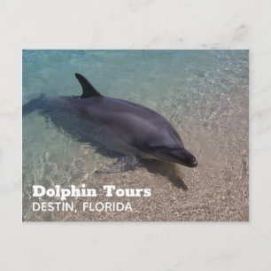 Dolphin-Foto in Florida Postkarte