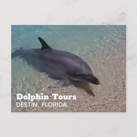 Dolphin-Foto in Florida Postkarte (Vorderseite)