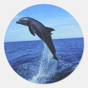 Dolphin Foto Stickers
