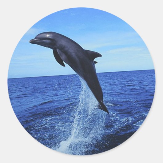 Dolphin Foto Stickers (Vorderseite)